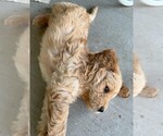 Small #6 Labradoodle