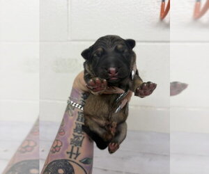 German Shepherd Dog Dogs for adoption in San Bernardino, CA, USA