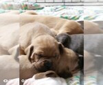 Small Photo #14 Cane Corso Puppy For Sale in TOMBALL, TX, USA