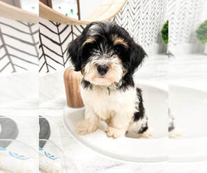 Havanese Puppy for sale in MILLERSBURG, OH, USA