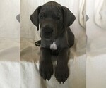 Small Photo #5 Great Dane Puppy For Sale in LAKE WALES, FL, USA