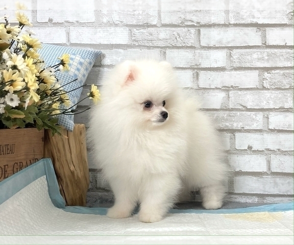 Medium Photo #8 Pomeranian Puppy For Sale in CHICAGO, IL, USA