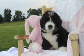 Medium Bernedoodle