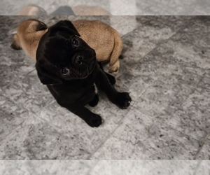 Pug Puppy for sale in BRIDGETOWN, OH, USA