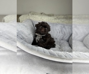 Shih Tzu Puppy for sale in MATTHEWS, NC, USA