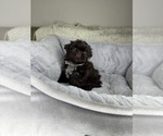 Small Shih Tzu