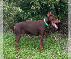 Father of the Doberman Pinscher puppies born on 05/25/2026