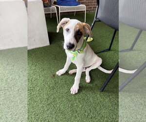Labrador Retriever-Unknown Mix Dogs for adoption in The Woodlands, TX, USA