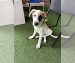 Small Labrador Retriever Mix
