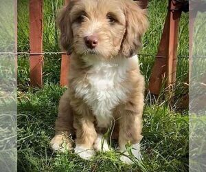 Aussiedoodle Miniature Puppy for sale in LEBANON, OR, USA