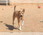 Small #1 Mutt