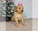 Small #2 Golden Retriever