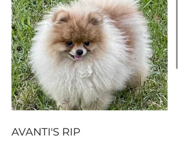 Medium Photo #1 Pomeranian Puppy For Sale in CASTLE HAYNE, NC, USA