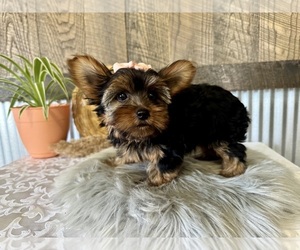 Yorkshire Terrier Puppy for sale in NAPPANEE, IN, USA