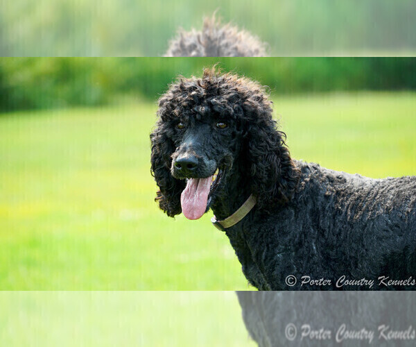 Medium Photo #1 Poodle (Standard) Puppy For Sale in KARLSTAD, MN, USA