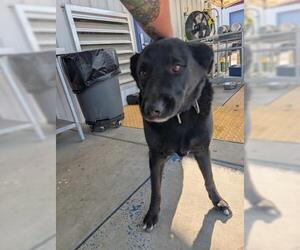 Labrador Retriever Dogs for adoption in Bakersfield, CA, USA