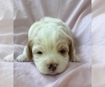 Small #1 Cavapoo