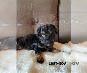 Aussie-Poo Puppy for sale in CHAUMONT, NY, USA