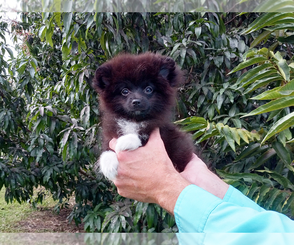 Medium Photo #1 Pomeranian Puppy For Sale in WEST PALM BEACH, FL, USA