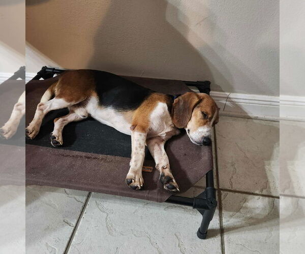 Medium Photo #3 Beagle Puppy For Sale in Tampa, FL, USA