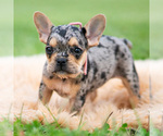 Small #2 French Bulldog