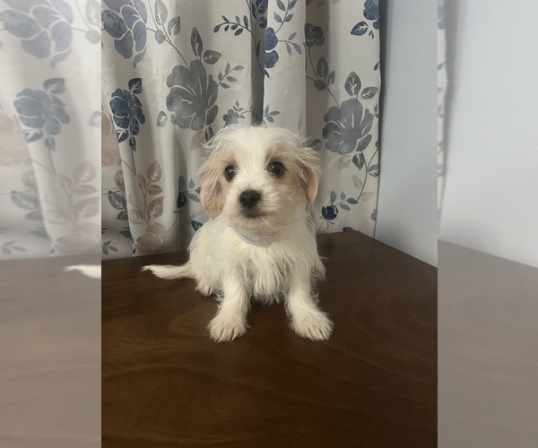 Medium Photo #21 Morkie Puppy For Sale in DURHAM, CT, USA