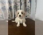 Small #20 Morkie