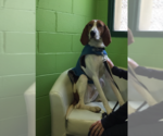 Small #1 Treeing Walker Coonhound