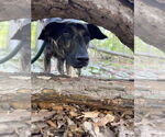 Small #9 Plott Hound Mix