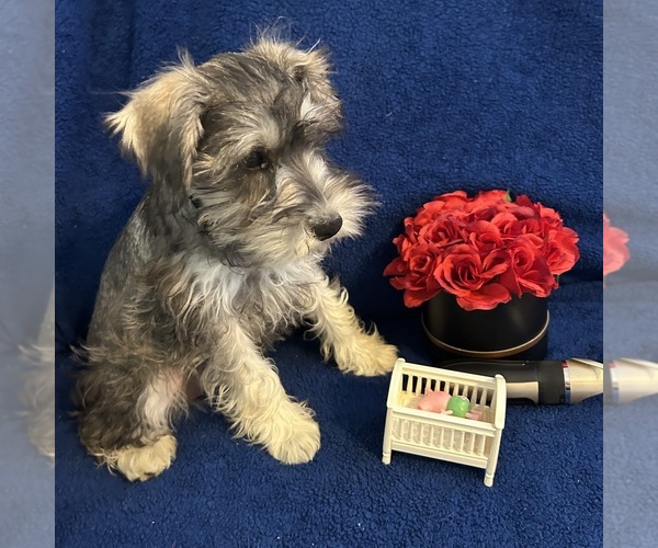 Medium Photo #6 Schnauzer (Miniature) Puppy For Sale in BRIDGETON, NJ, USA