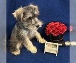 Small #5 Schnauzer (Miniature)