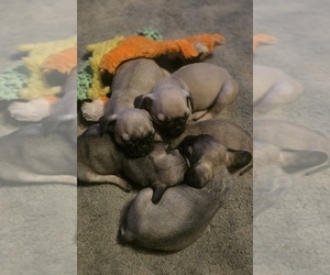 Frenchie Pug Puppy for sale in CLINTON, MO, USA