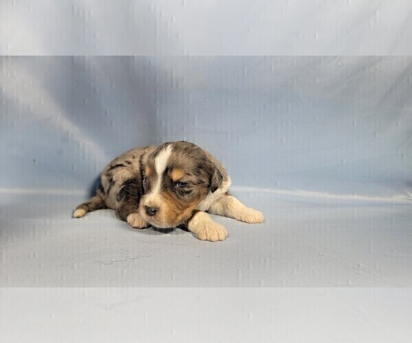 Medium Photo #9 Bernedoodle (Miniature) Puppy For Sale in BLACK FOREST, CO, USA