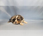 Small Photo #18 Bernedoodle (Miniature) Puppy For Sale in BLACK FOREST, CO, USA