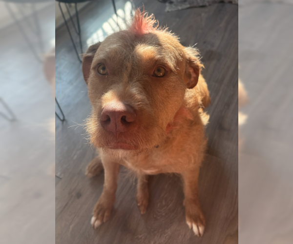 Medium Photo #4 American Pit Bull Terrier-Unknown Mix Puppy For Sale in Ventura, CA, USA