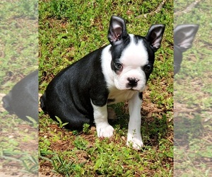 Boston Terrier Puppy for sale in MARIETTA, GA, USA