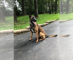 Father of the Belgian Malinois puppies born on 06/27/2019