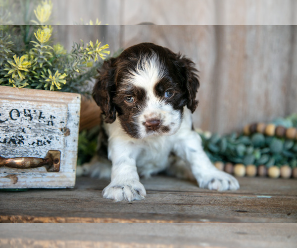 Medium Photo #3 Cocker Spaniel Puppy For Sale in BALTIC, OH, USA