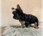 Small #3 YorkiePoo