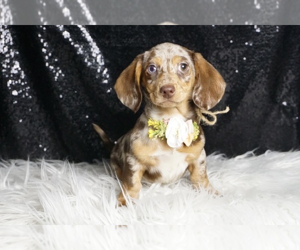 Medium Photo #2 Dachshund Puppy For Sale in WARSAW, IN, USA