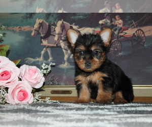 Yorkshire Terrier Puppy for sale in BALTIC, OH, USA