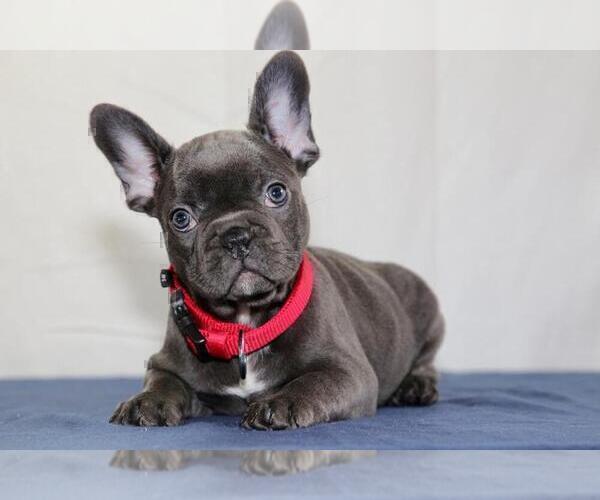 Medium Photo #2 French Bulldog Puppy For Sale in ERIAL, NJ, USA