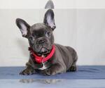 Small #1 French Bulldog