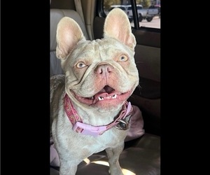 Mother of the French Bulldog puppies born on 12/20/2025