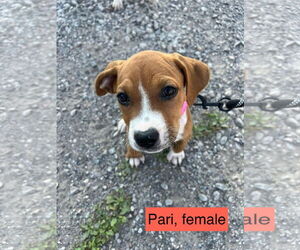 Medium Bullboxer Pit