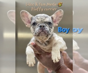 French Bulldog Puppy for sale in DENVER, CO, USA