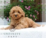 Small #3 Goldendoodle (Miniature)