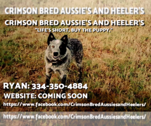 Australian Cattle Dog Puppy for sale in DOTHAN, AL, USA