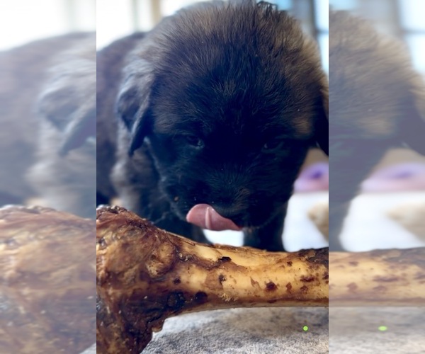 Medium Photo #6 Mastiff-Pyrenean Mastiff Mix Puppy For Sale in RHOME, TX, USA