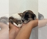 Small #10 Bernedoodle (Miniature)